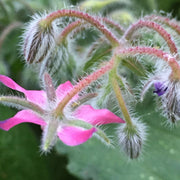 Pink Borage Seeds