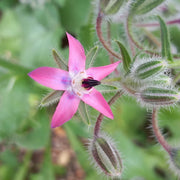 Pink Borage Seeds