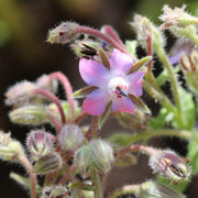 Pink and White Borage Seeds