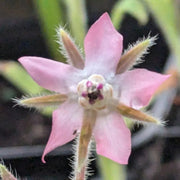 Pink and White Borage Seeds