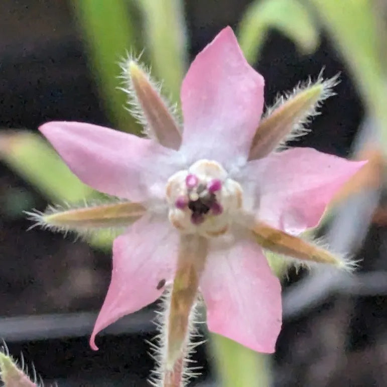 Pink and White Borage Seeds