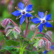 Purple Borage Seeds