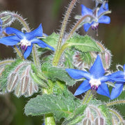 Purple Borage Seeds