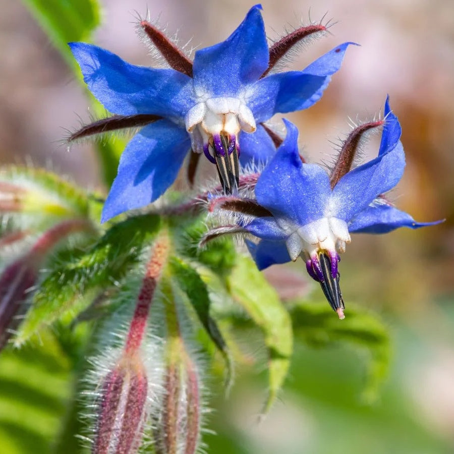 Thick Blue Borage Seeds