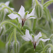 White Borage Seeds, Herbal