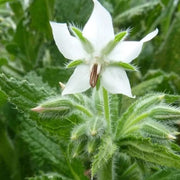 White Borage Seeds, Herbal