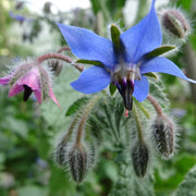 Blue & Pink Borage Seeds