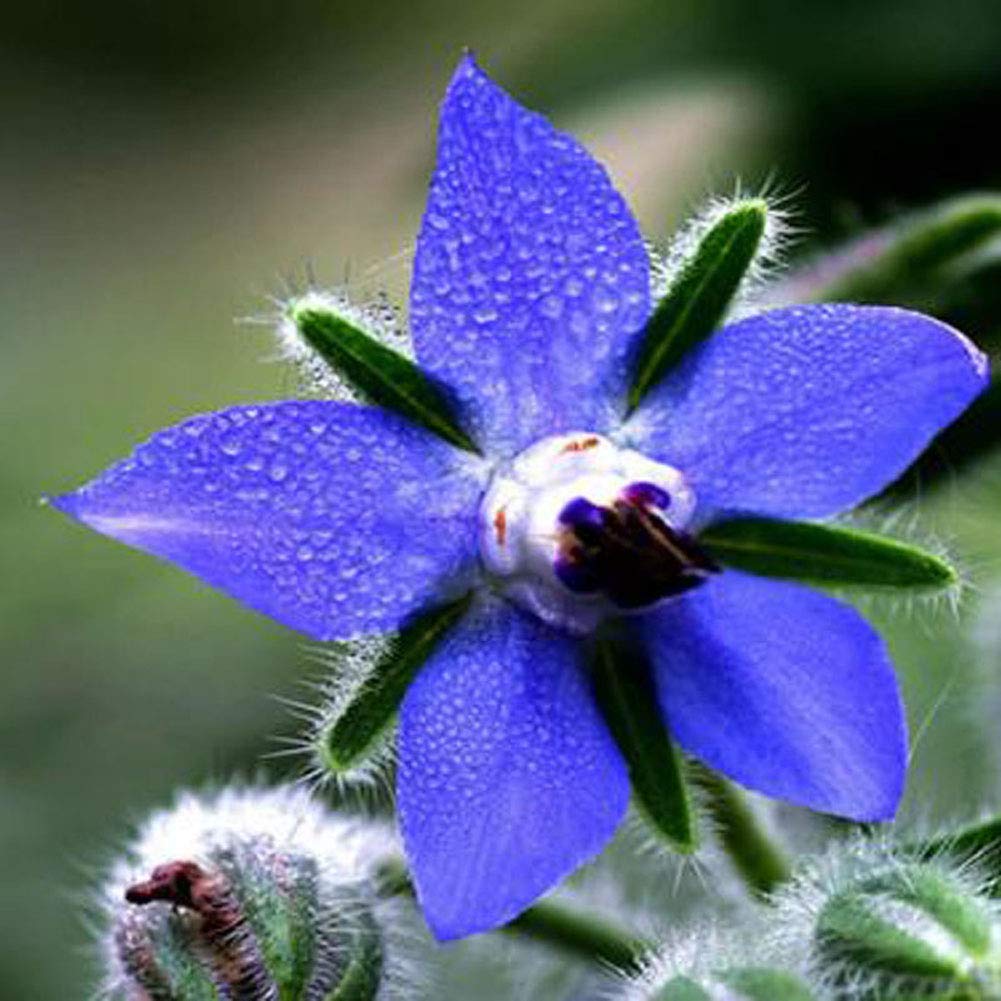 Blue Star Borage Seeds, Herbal