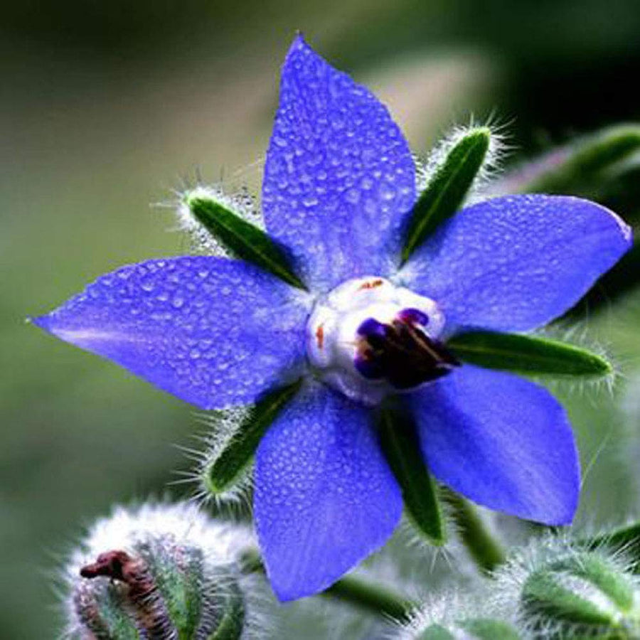 Blue Star Borage Seeds, Herbal