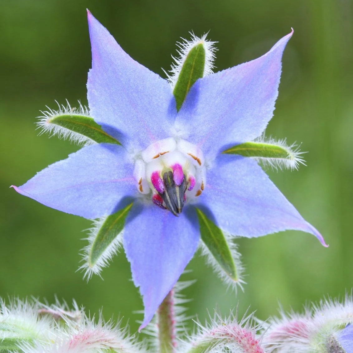 Light Blue Borage Seeds