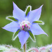 Light Blue Borage Seeds
