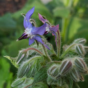 Mixed Borage Seeds