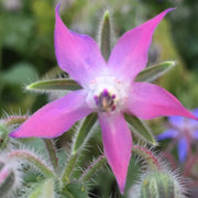Pink Borage Seeds