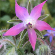 Pink and White Borage Seeds
