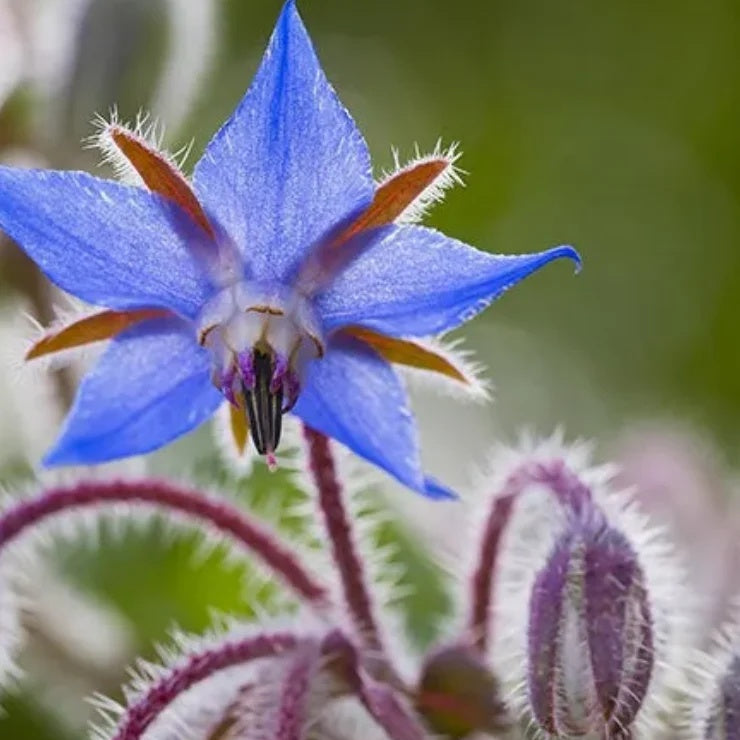 Purple Borage Seeds