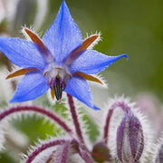 Purple Borage Seeds