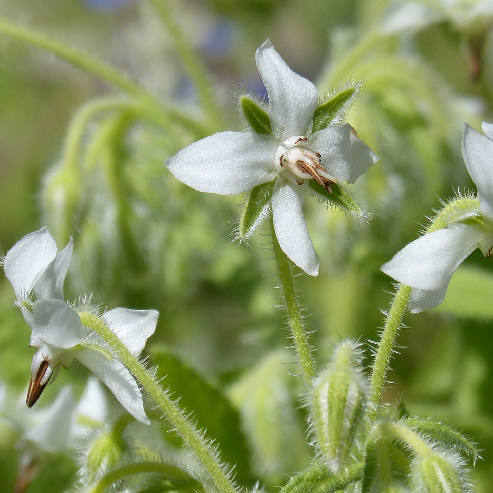 Starflower Borage Seeds