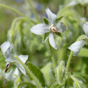 Starflower Borage Seeds