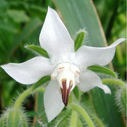 White Borage Seeds, Herbal