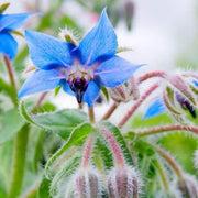 Wildflower Mix Borage Seeds