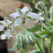 Starflower Borage Seeds