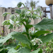 Starflower Borage Seeds