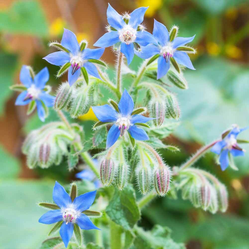 Wildflower Mix Borage Seeds