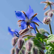 Wildflower Mix Borage Seeds