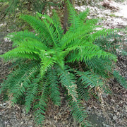 Boston Seeds, Nephrolepis exaltata