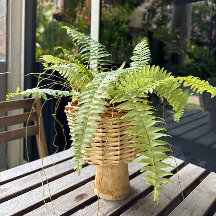 Boston Seeds, Nephrolepis exaltata