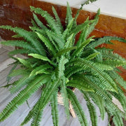 Boston Seeds, Nephrolepis exaltata