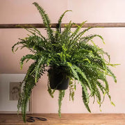 Boston Seeds, Nephrolepis exaltata