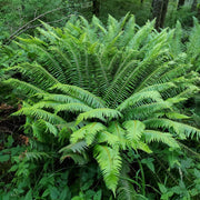 Boston Seeds, Nephrolepis exaltata