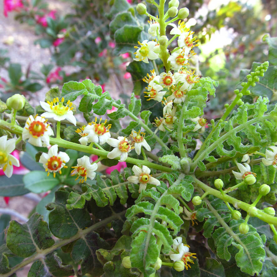 Boswellia Sacra Seeds - Flower Plant