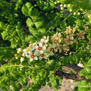 Boswellia Sacra Seeds - Flower Plant