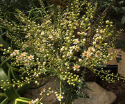 Boswellia Sacra Seeds - Flower Plant