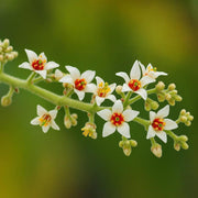 Boswellia Sacra Seeds - Flower Plant