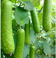 Calabash Bottle Gourd Seeds
