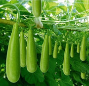 Calabash Bottle Gourd Seeds