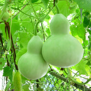 Giant Bottle Gourd Seeds