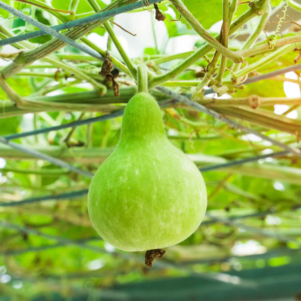 Giant Bottle Gourd Seeds