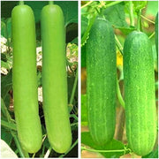 Mottled Bottle Gourd Seeds
