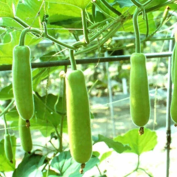 Calabash Bottle Gourd Seeds