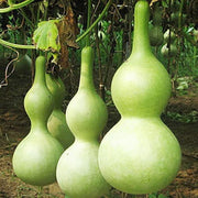 Giant Bottle Gourd Seeds