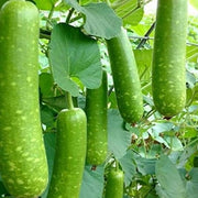Mottled Bottle Gourd Seeds