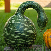 Bottle Gourd Seeds
