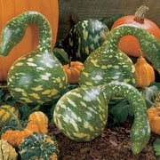 Bottle Gourd Seeds