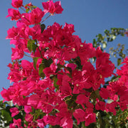 Barbara Karst Bougainvillea Seeds