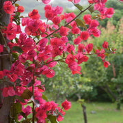 Barbara Karst Bougainvillea Seeds