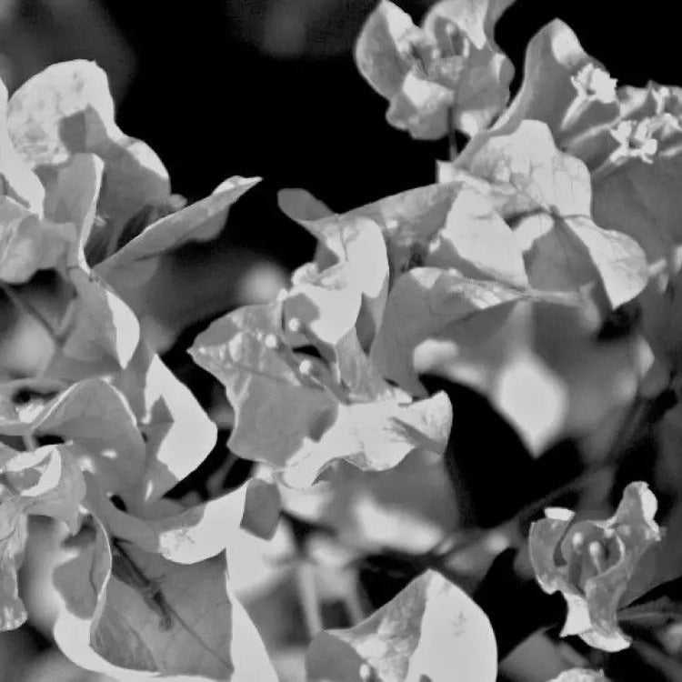 Black Bougainvillea Seeds
